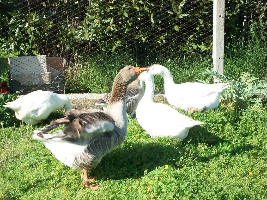 Agriturismo Primerio Hermada Εξωτερικό φωτογραφία